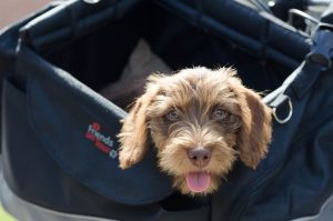 Hunderucksack - praktisch für Hund und Herrchen