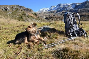 Hunderucksack für mittelgroße Hunde - Unterstützung auch beim Wandern
