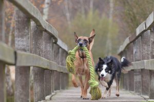 Rucksack für Hunde - mit großen Hunden wandern